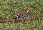 Killdeer-0007.jpg