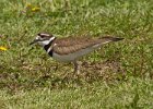 Killdeer-0008.jpg