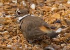 Killdeer-0010.jpg