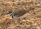 Killdeer-0012.jpg