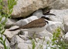 Killdeer-0013.jpg