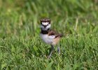 Killdeer-0016.jpg