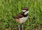 Killdeer-0019.jpg