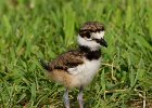 Killdeer-0020.jpg