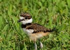 Killdeer-0022.jpg