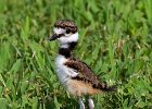 Killdeer-0023.jpg