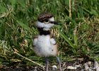 Killdeer-0026.jpg