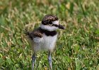 Killdeer-0028.jpg