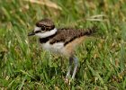 Killdeer-0029.jpg