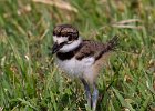 Killdeer-0030.jpg