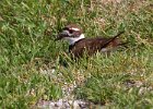 Killdeer-0032.jpg