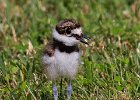 Killdeer-0033.jpg