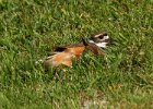 Killdeer-0034.jpg