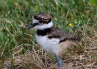 Killdeer-0035.jpg