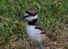 Killdeer-0037.jpg