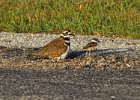 Killdeer-0040.jpg