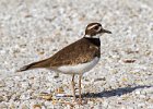 Killdeer-0046.jpg