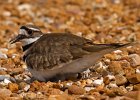 Killdeer-0047.jpg