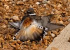 Killdeer-0049.jpg