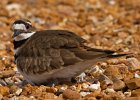 Killdeer-0050.jpg