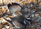 Killdeer-0053.jpg