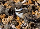 Killdeer-0054.jpg