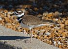 Killdeer-0055.jpg