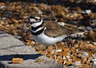 Killdeer-0056.jpg