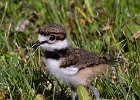 Killdeer-0057.jpg