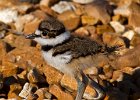 Killdeer-0058.jpg