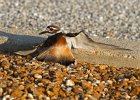 Killdeer-0059.jpg