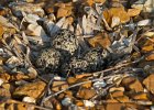 Killdeer-0061.jpg