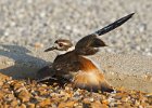 Killdeer-0063.jpg