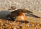 Killdeer-0064.jpg