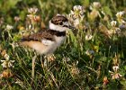 Killdeer-0065.jpg