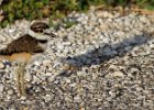 Killdeer-0066.jpg