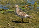 LesserYellowLegs-0001.jpg