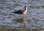 LesserYellowLegs-0002.jpg