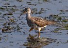 LesserYellowLegs-0003.jpg