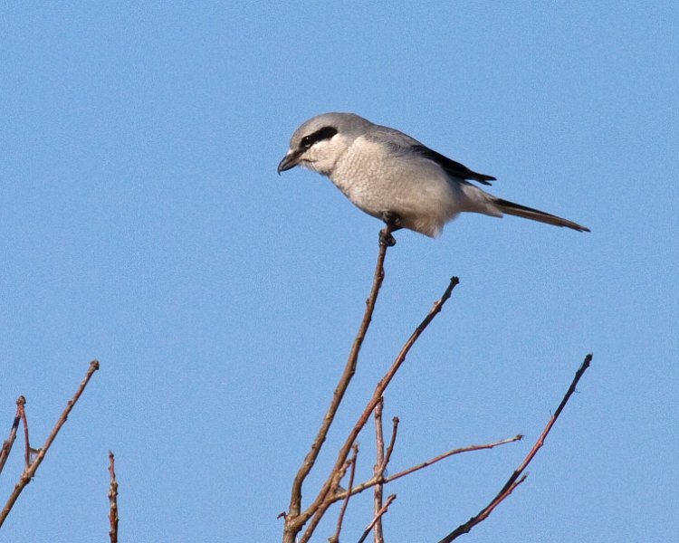 NorthernShrike-0003