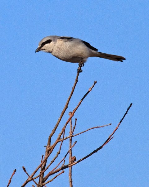 NorthernShrike-0004