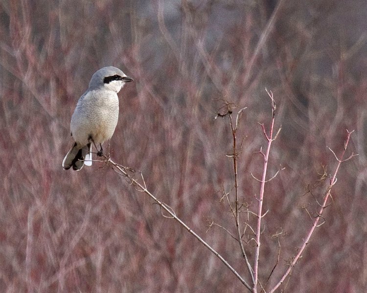 NorthernShrike-0006