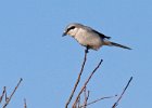 NorthernShrike-0003.jpg