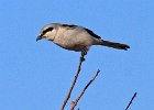 NorthernShrike-0004.jpg