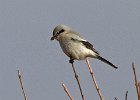 NorthernShrike-0005.jpg