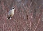 NorthernShrike-0006.jpg