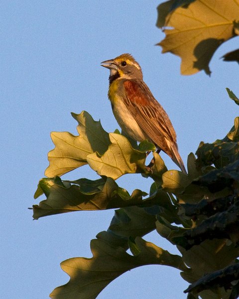 Dickcissel-0001