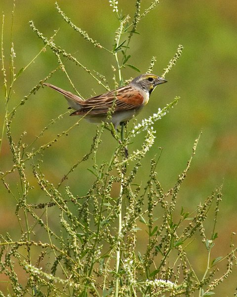 Dickcissel-0002