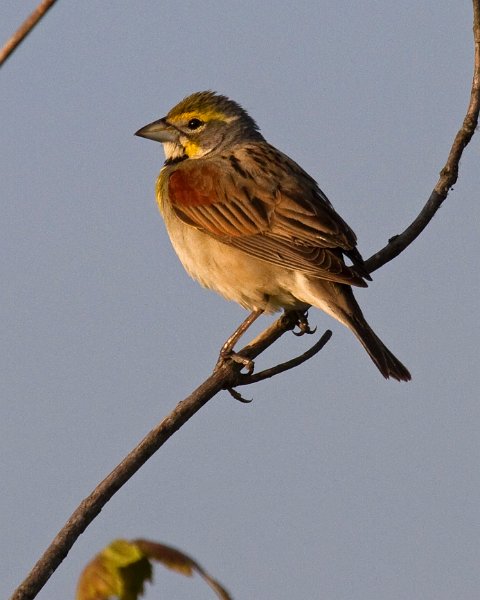 Dickcissel-0003