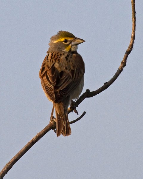 Dickcissel-0004